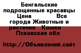 Бенгальские подрощенные красавцы. › Цена ­ 20 000 - Все города Животные и растения » Кошки   . Псковская обл.